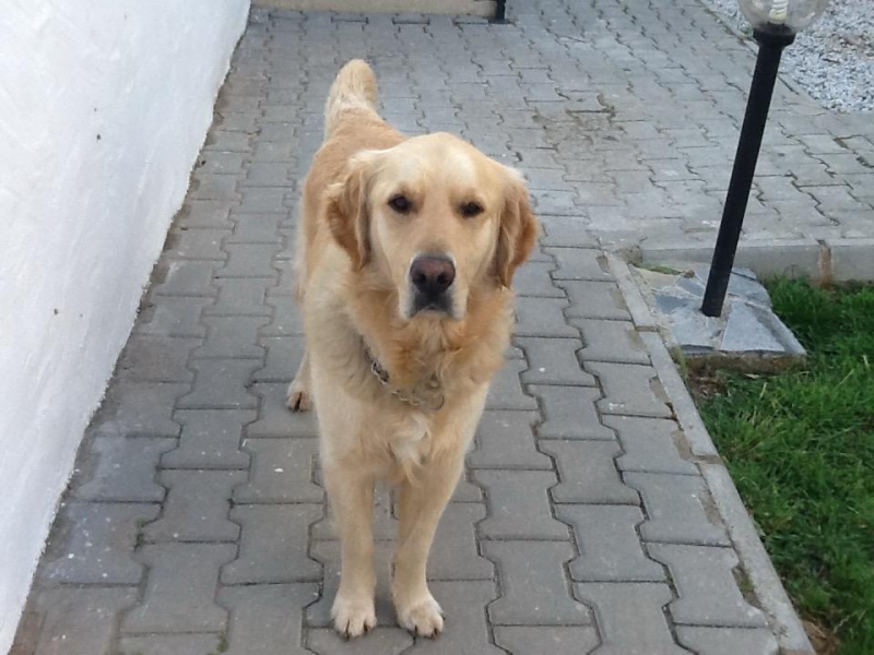 Embracing the Golden Years: Keeping Your Senior Dog Happy, Active, and Loved