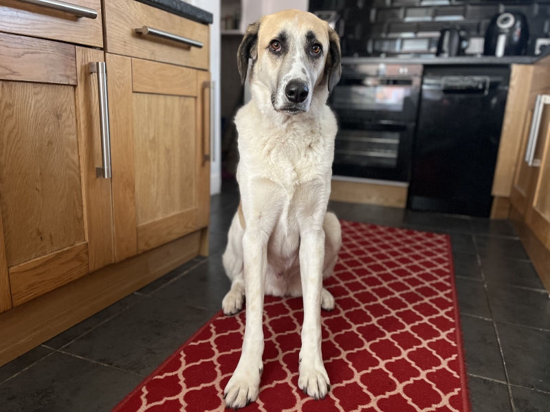 Understanding Dog Reactivity