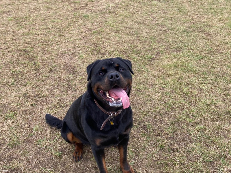 The Dark Side of Fetch: Why Endless Ball Throwing Isnâ€™t the Best Game for Your Dog
